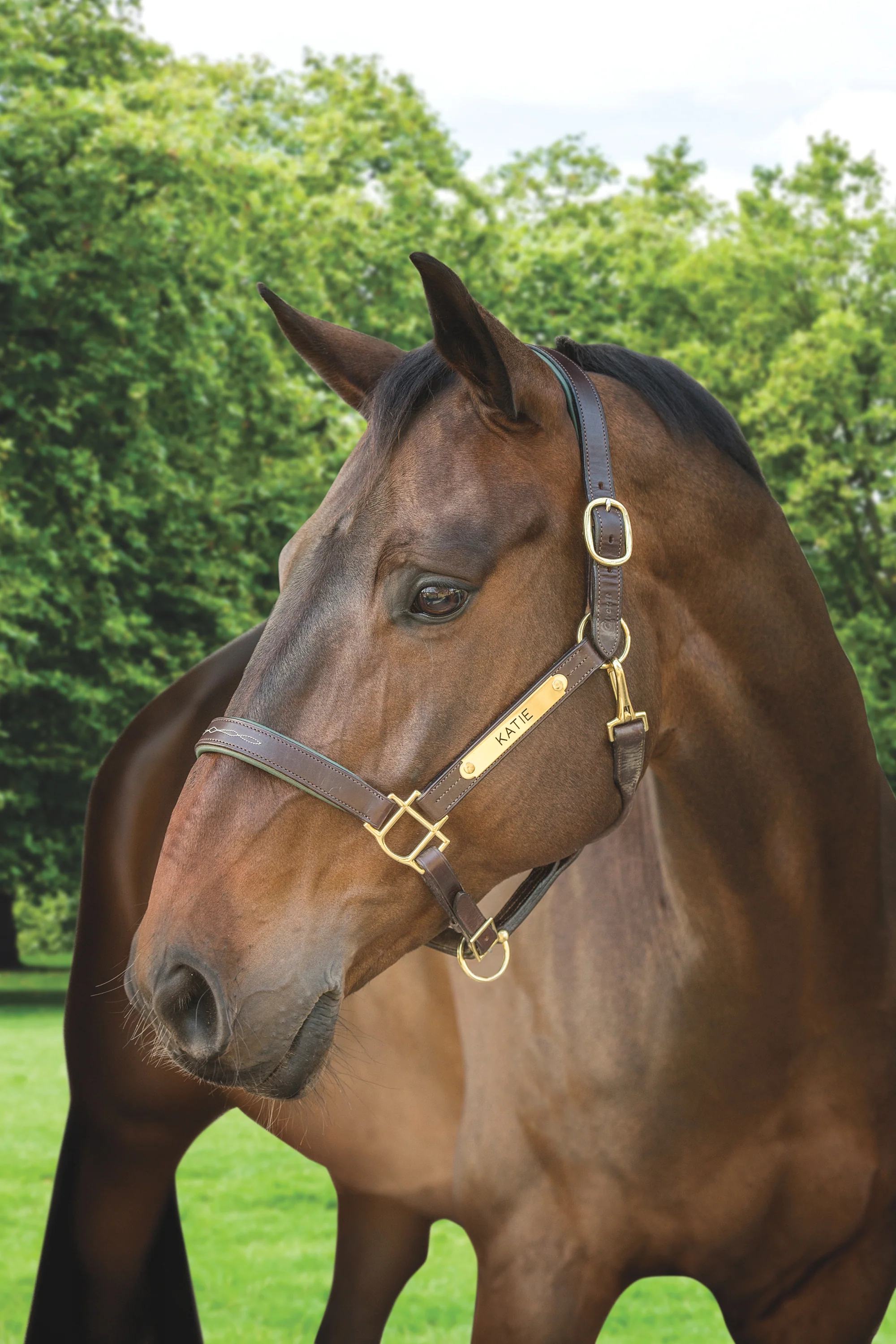 Showmark™ Classic Fancy-Stitched Leather Halter - Image 3