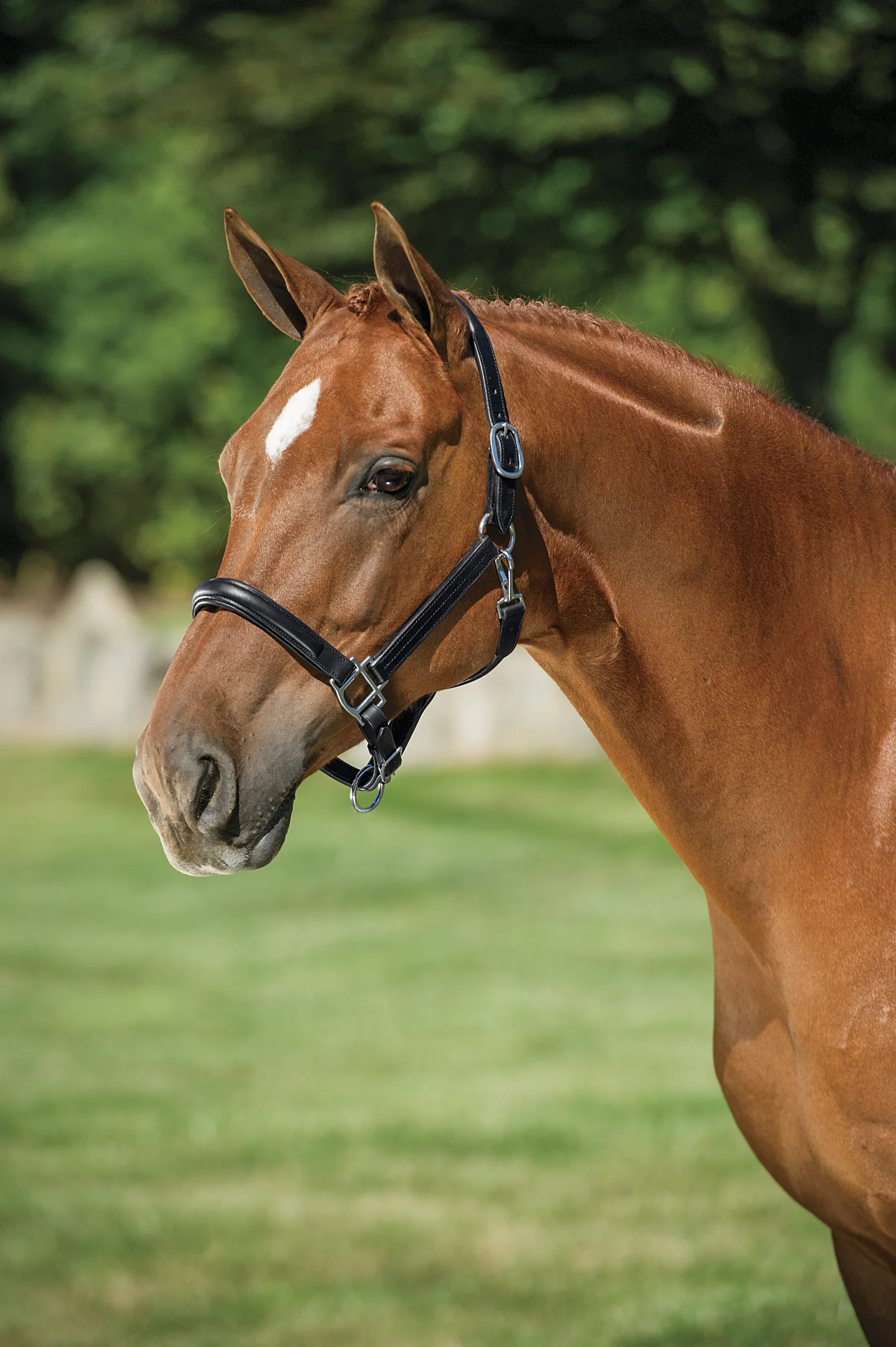 DS Classic Plain Raised Padded Halter - Image 3