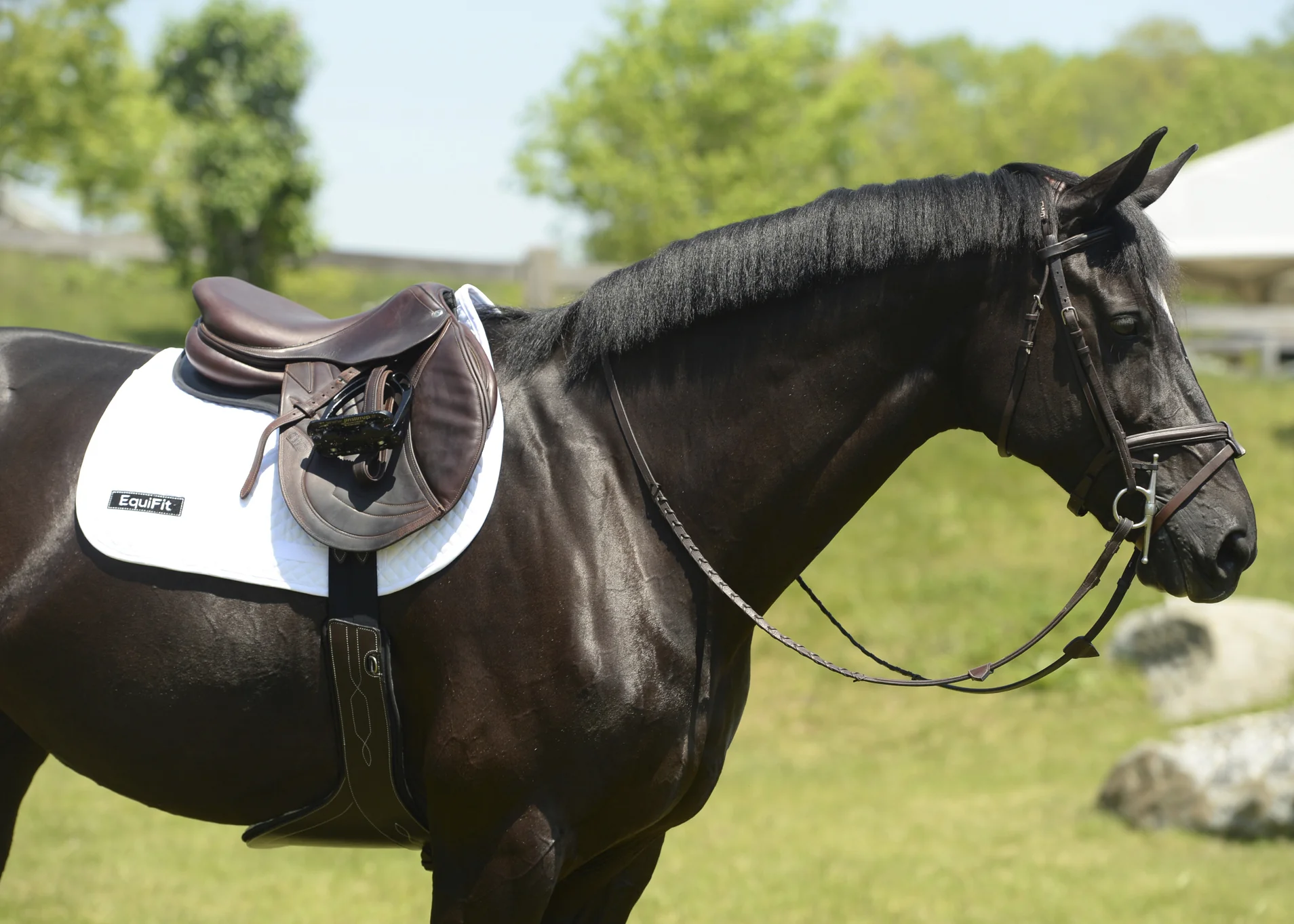 EquiFit® Anatomical BellyGuard Girth with SheepsWool™ T-Foam Liner - Image 4