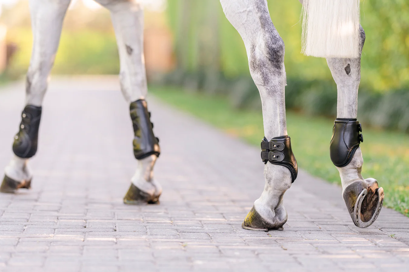 EquiFit® Eq-Teq™ Hind Boots - Image 3