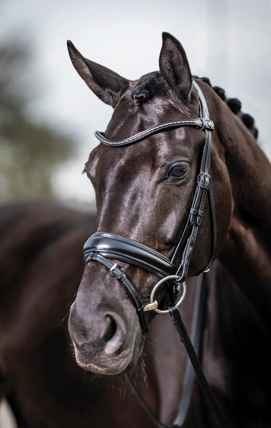 LeMieux® Kudos Dressage Flash Bridle - Image 8