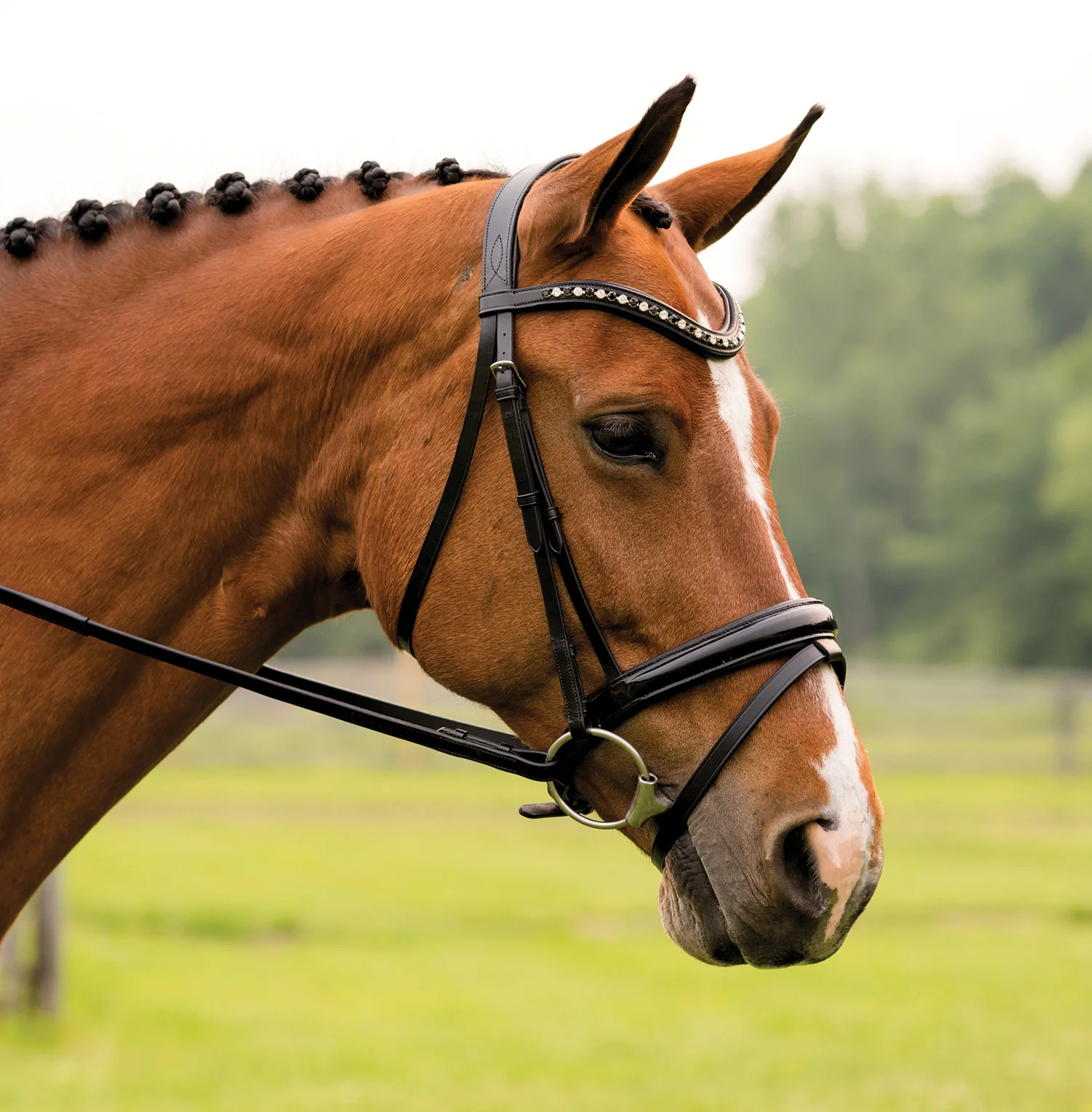 Red Barn Stride Dressage Bridle