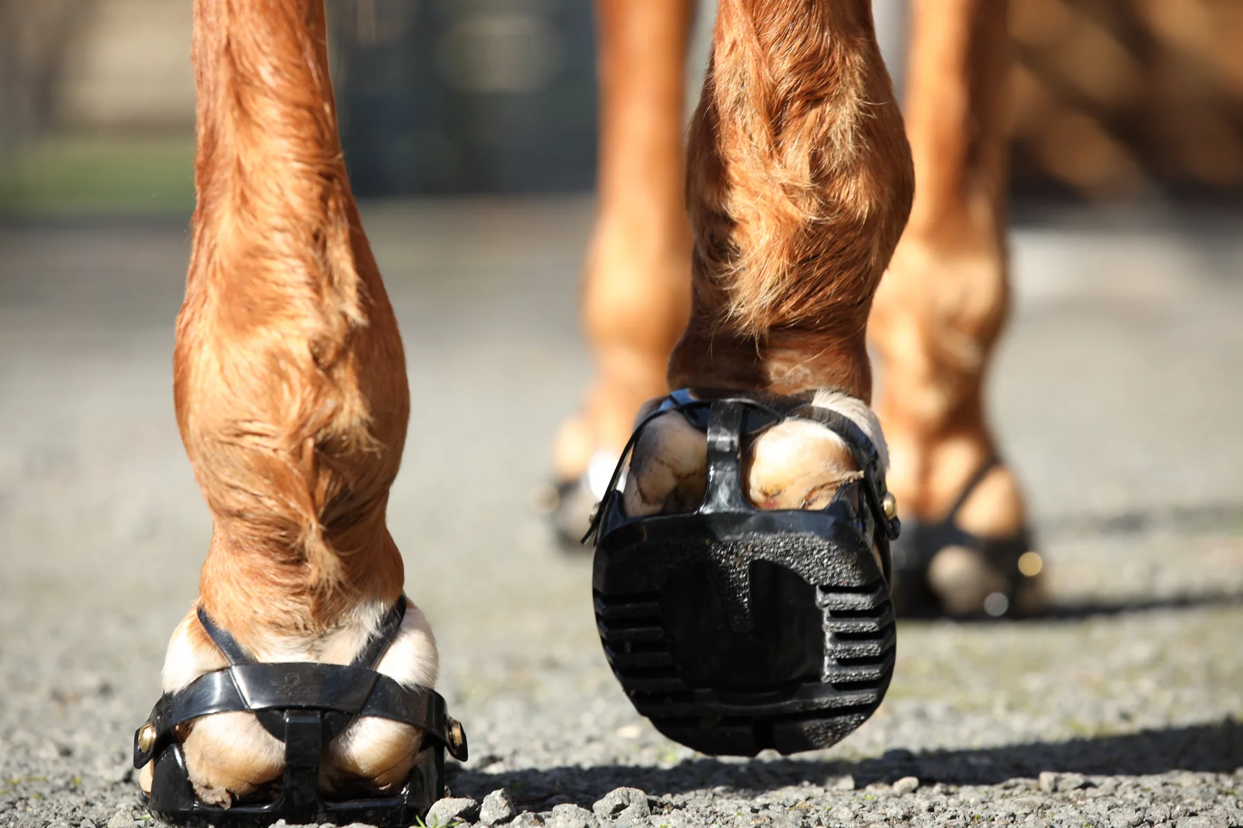 Scoot Boot Adjust Hoof Boots - Pair - Image 7