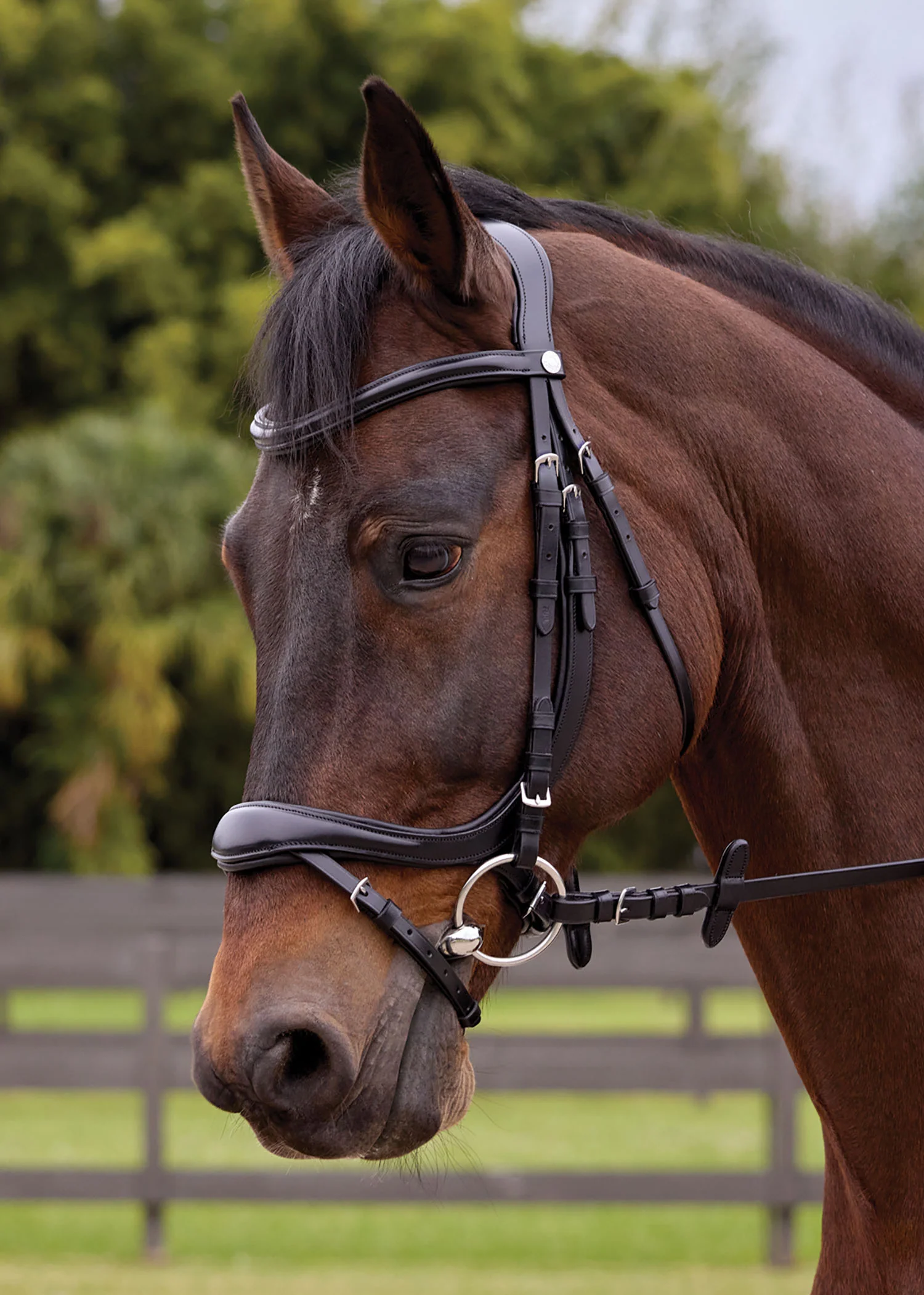 Showmark® Ergonomic Flash Bridle